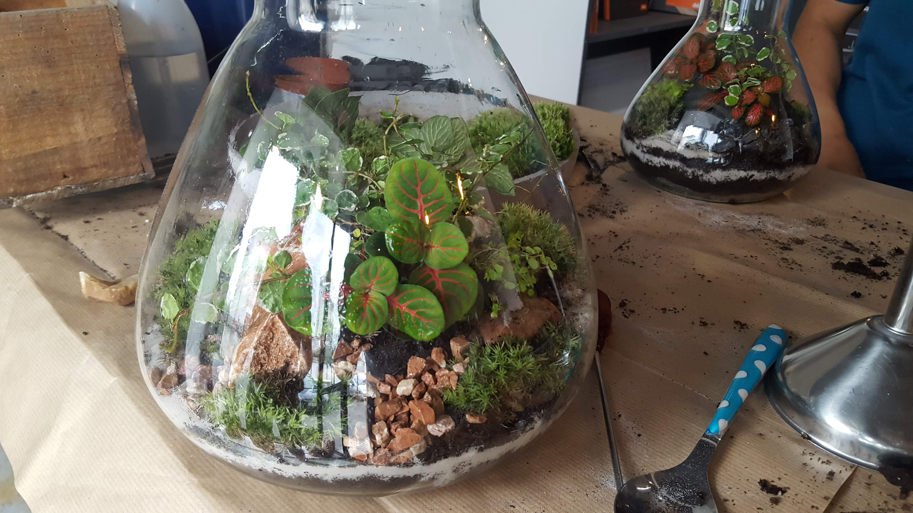 Terrariums végétalisés réalisés pendant un atelier